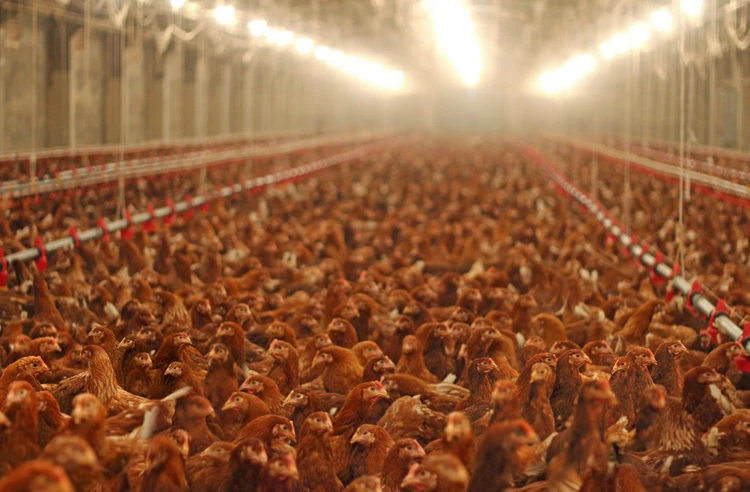 best lighting program for broilers best lighting program for broilers