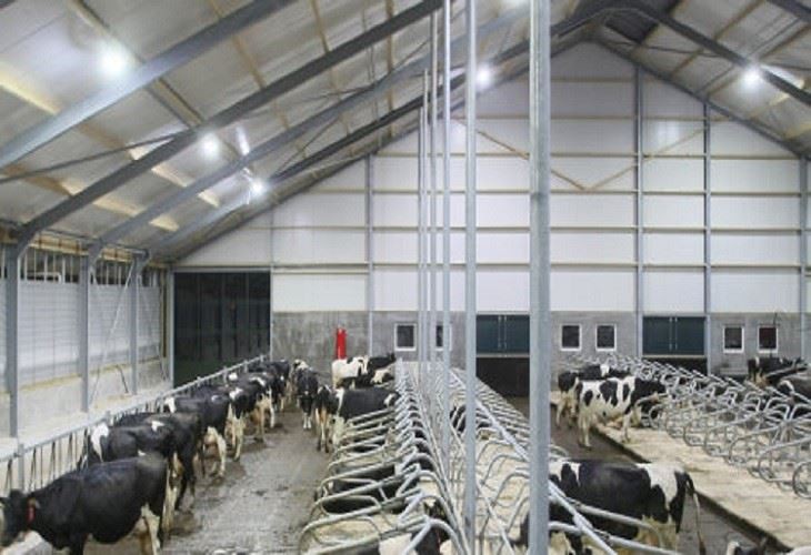 LED-lights-for-dairy-barns