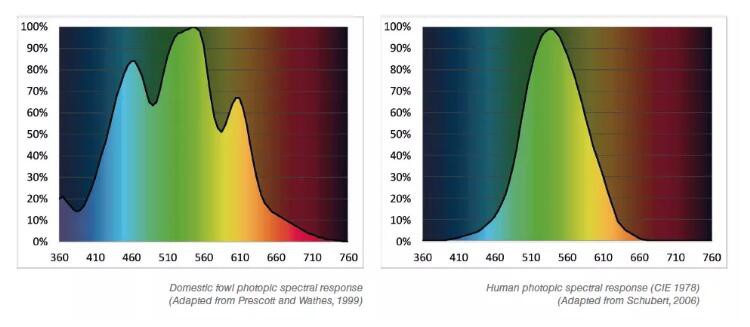 chicken coop lighting for egg production chicken coop lighting for egg production
