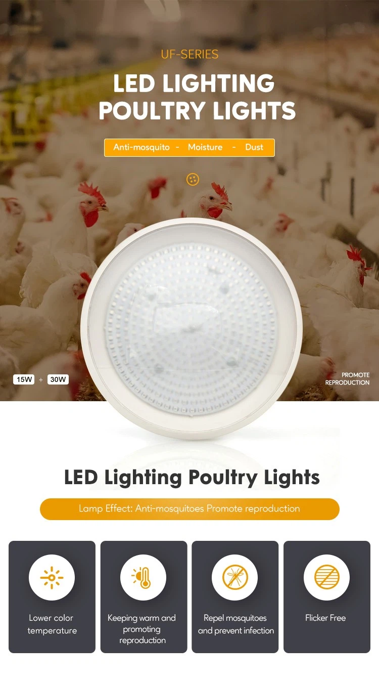 chicken light bulb chicken light bulb