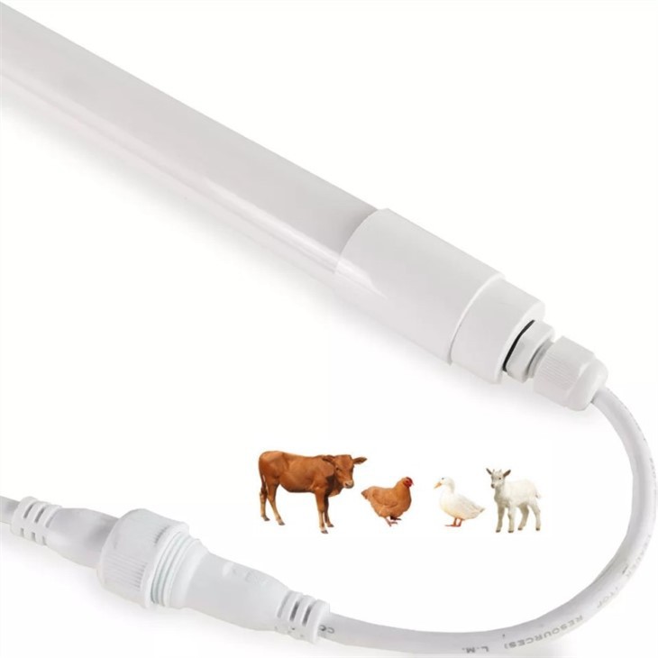 cow shed lighting