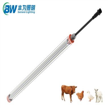 Chicken Coop Lighting for Egg Production