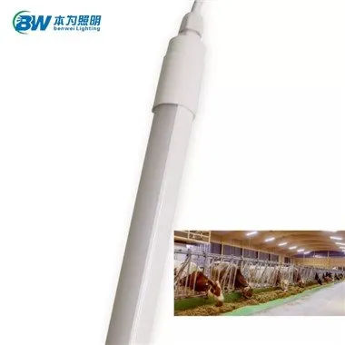 LED Lights for Dairy Cow Barns