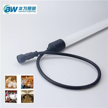 Lighting for Dairy Barn