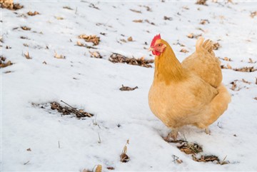 How Cold is Too Cold for Chickens in Winter?