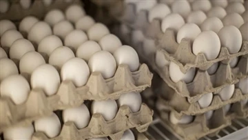 Lighting for poultry with light-emitting diodes (LEDs)