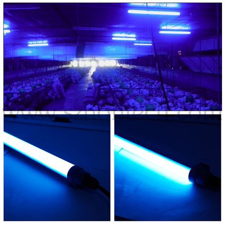 Poultry Tube Light IP67 T12 LED Dim-able 1200mm 180 Degree Colour Switchable