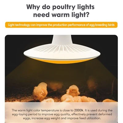 Best Led Light Bulbs For Chicken House