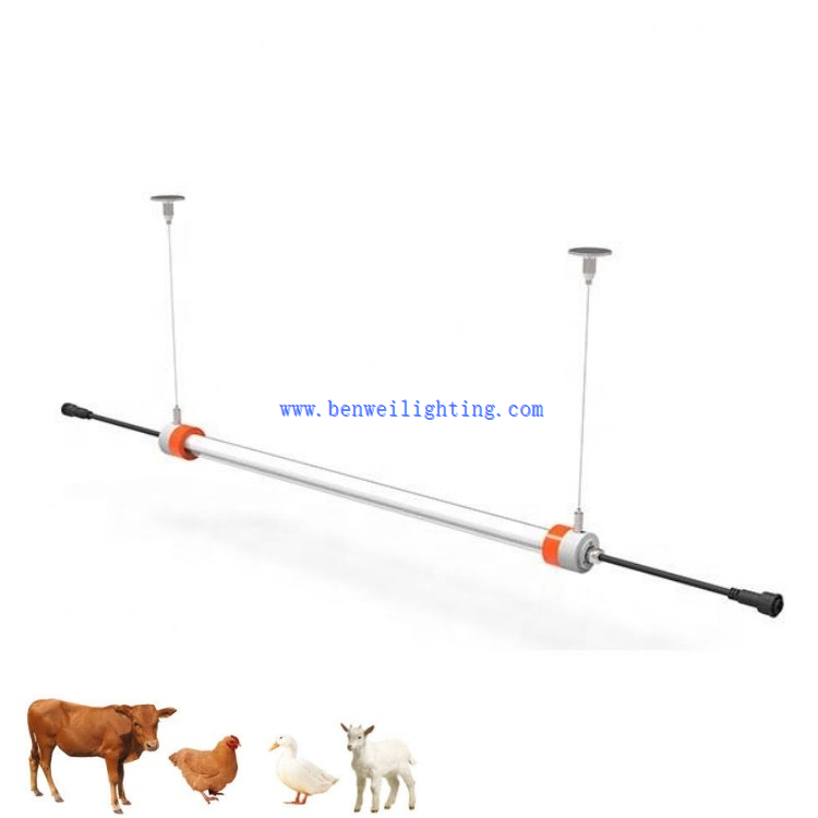 12v poultry lighting