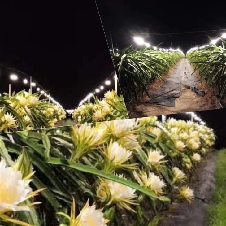 15w Dragon Fruit Led Grow Lights best