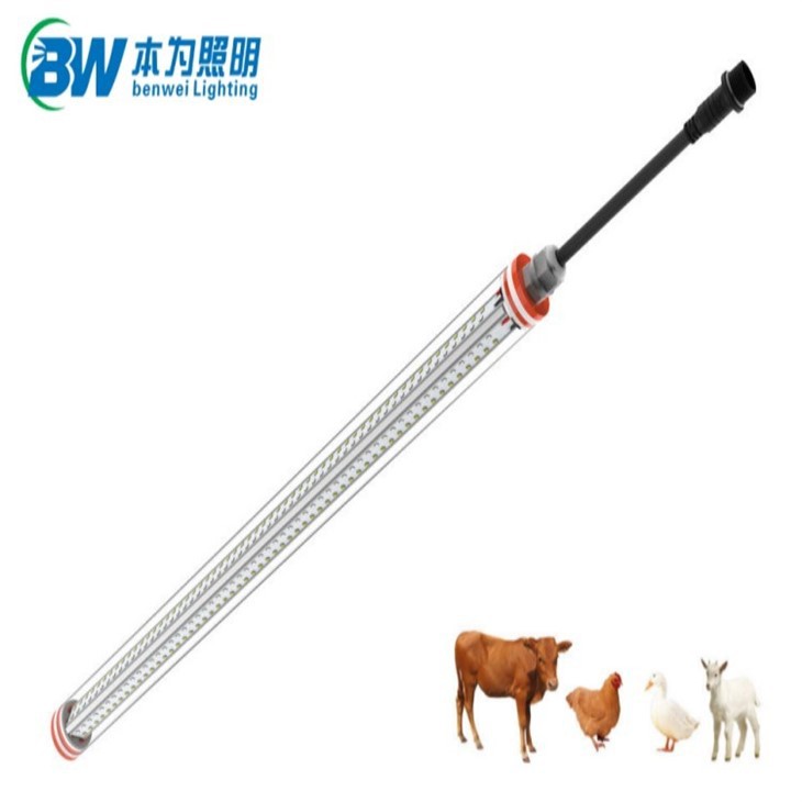 chicken coop lighting for egg production