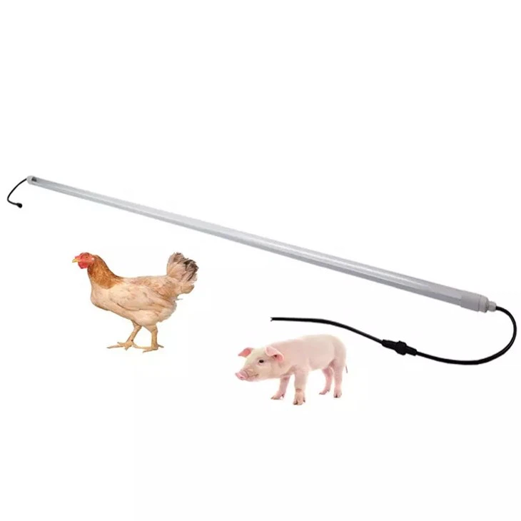 Blue Light For Chicken