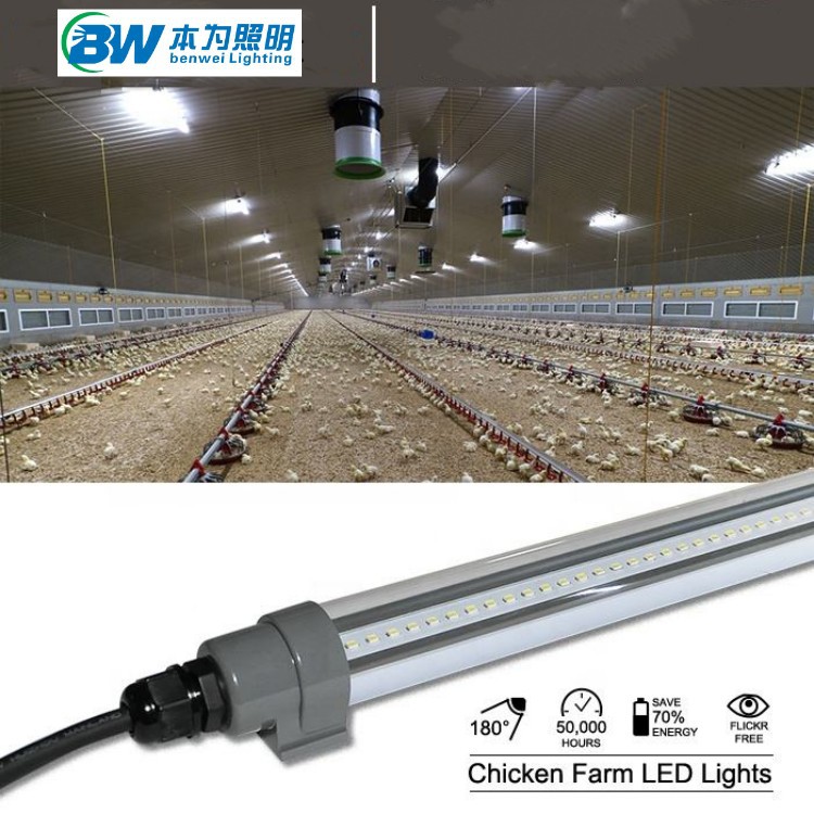 led chicken light led chicken light