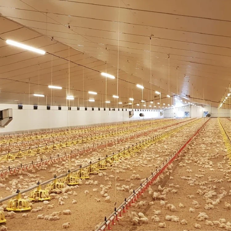 Chicken Lighting Chicken Lighting