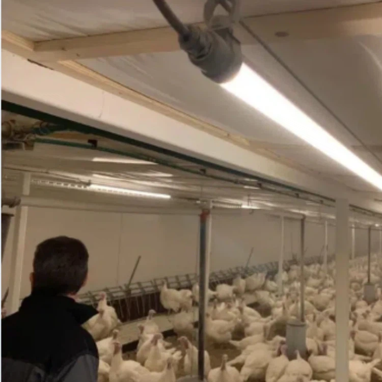 Waterproof LED Lighting For Broiler Chickens Waterproof LED Lighting For Broiler Chickens