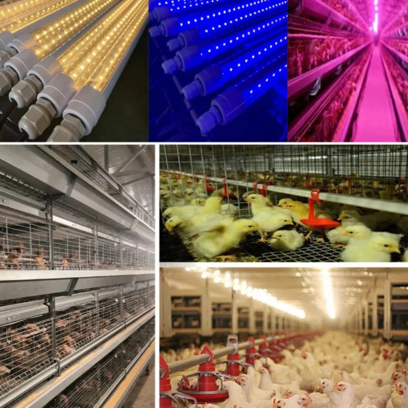 Flicker-Free Dimmable LED Poultry Light Flicker-Free Dimmable LED Poultry Light