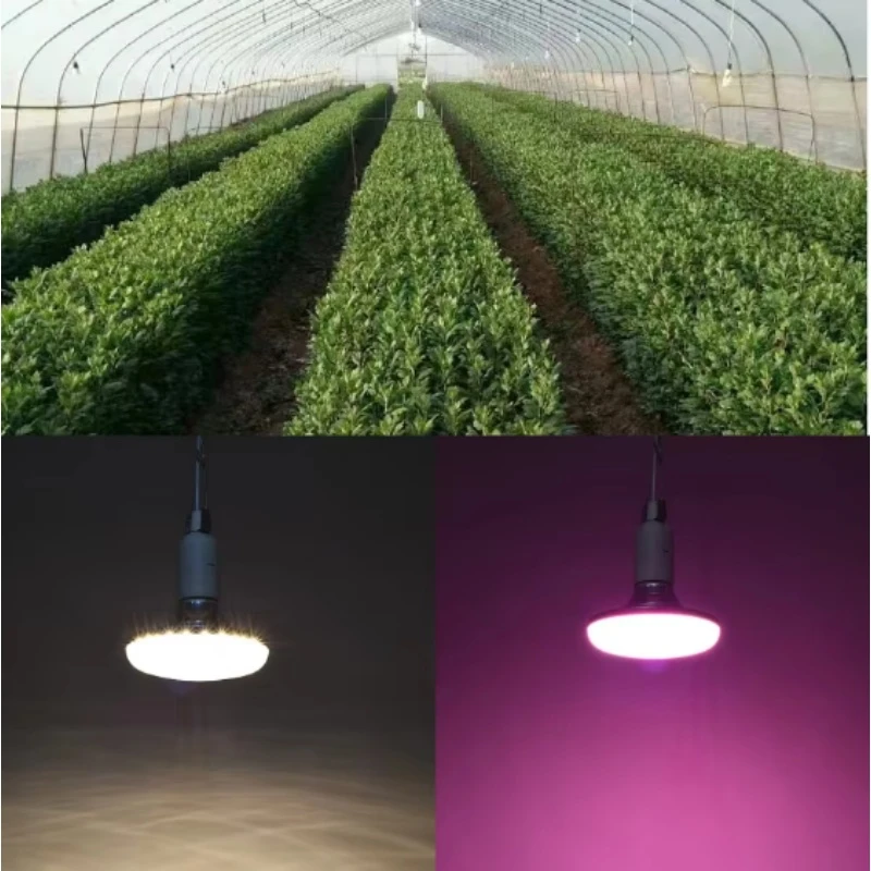 Indoor Dragon Fruit Led Grow Bulb Lighting Indoor Dragon Fruit Led Grow Bulb Lighting