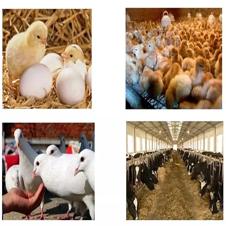Animals Growing Light Animals Growing Light