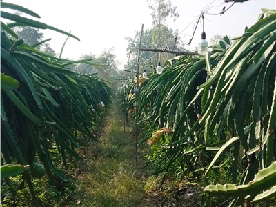 Guide to LED Bulbs that Affect Dragon Fruit Growth