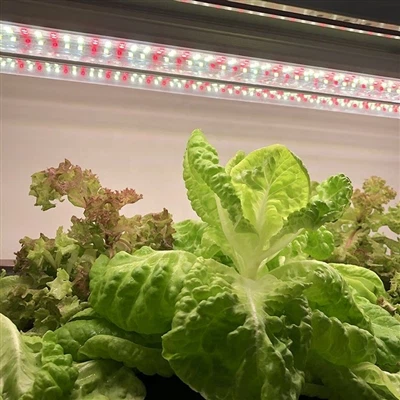 What are full spectrum LED grow light?