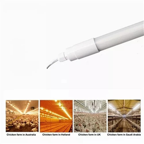 What is the most ideal lighting for poultry and why?