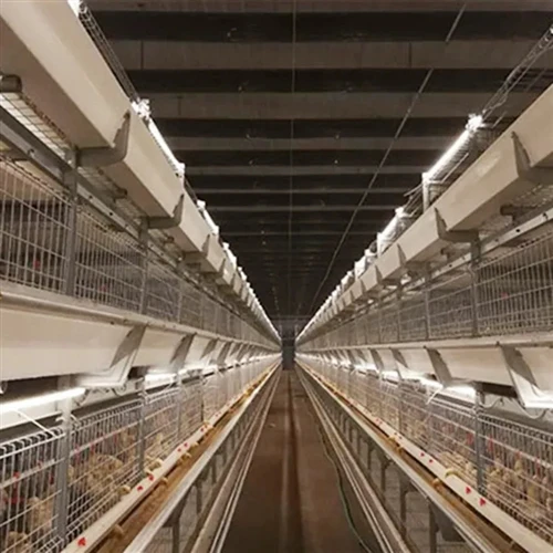 How To Reduce Stress In Chickens Through Better Poultry House Conditions