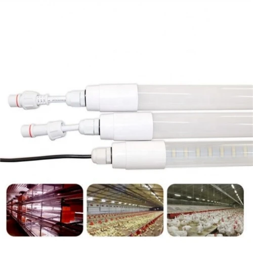 Best Lighting for Egg Production in Chickens