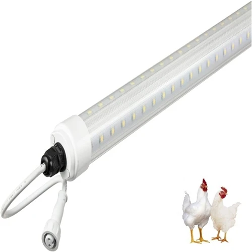 How Lighting Impacts Poultry Farming Performance