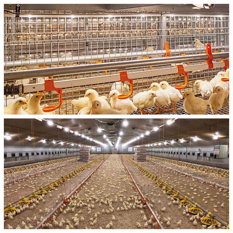 poultry farm light 33