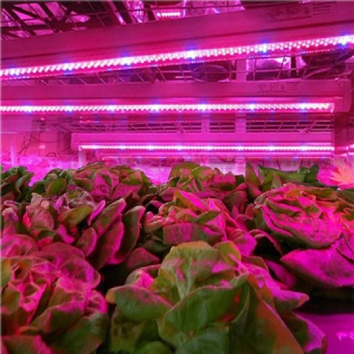 Integrated T8 Red&Blue LED Grow Light price