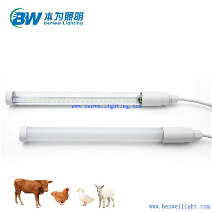 blue light for chickens