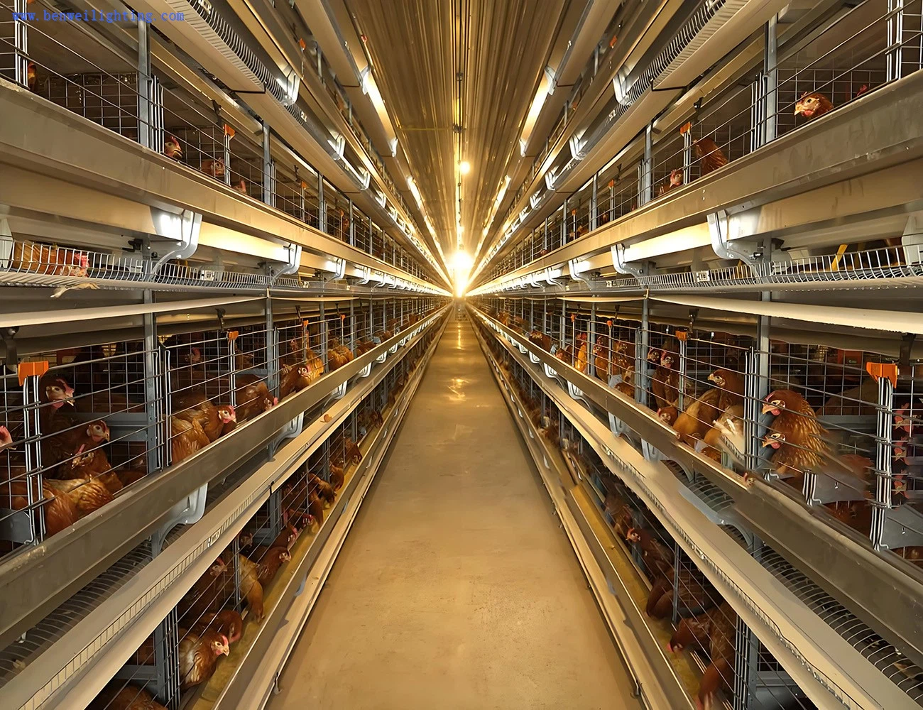 LED poultry tube lights for chicken farm LED poultry tube lights for chicken farm