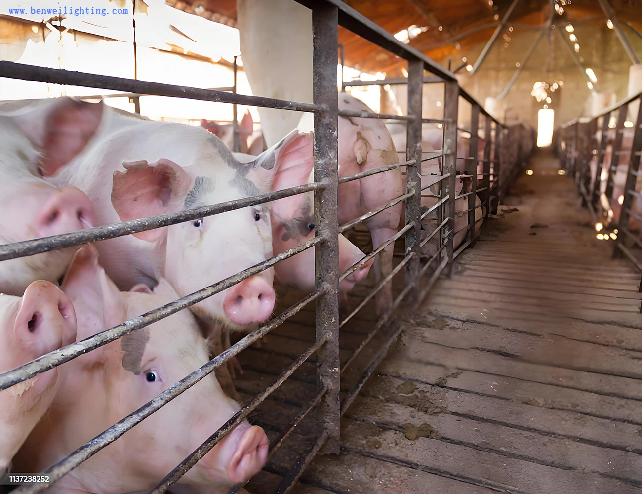 LED pig farm poultry light LED pig farm poultry light