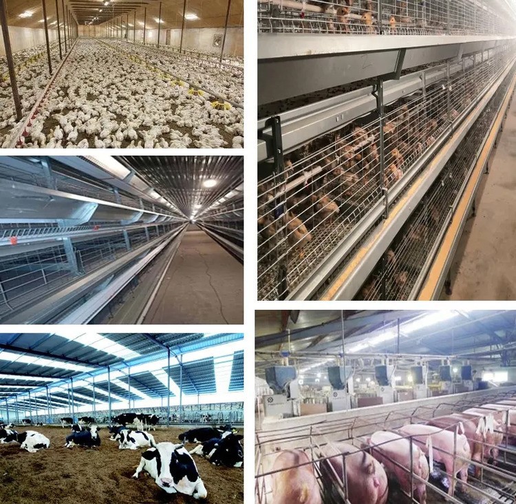 dimmer poultry LED light for chicken farm application dimmer poultry LED light for chicken farm application