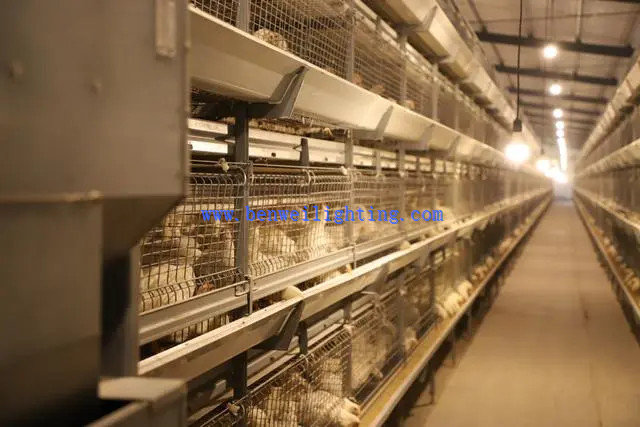 Poultry LED Tube light application Poultry LED Tube light application