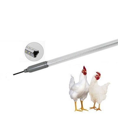 Night Lights For Chicken
