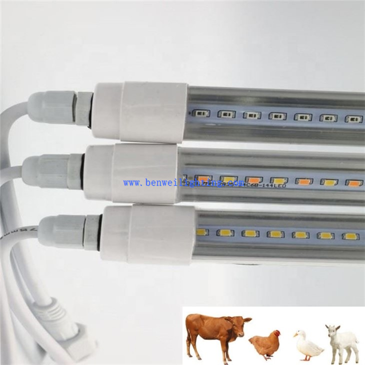 chicken lights for coop